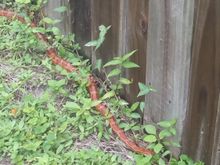 Just for fun, its a rad rat aka corn snake. Good to have around and they have no venom. See those around all the time. Hopefully they wont nap within my truck frame. 