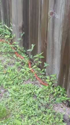 Just for fun, its a rad rat aka corn snake. Good to have around and they have no venom. See those around all the time. Hopefully they wont nap within my truck frame. 