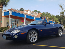 Miss Kitty - looks at home with some Palm Trees in North Myrtle Beach