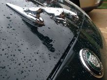 Hood Jaguar Leeper with Hood Logo