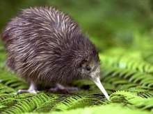 This is a kiwi. It does not resemble those wheels at all. Okay, I guess it's fairly round....