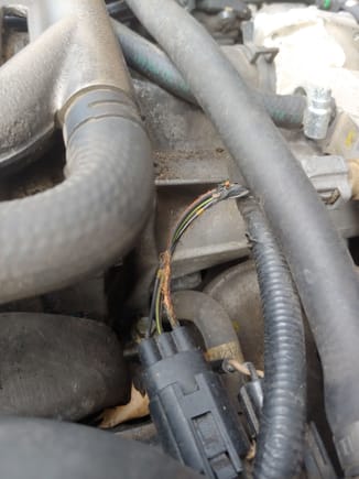 More chewed wires. This is by the coolant temp sensor.
