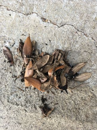 This is the blockage in the drain pipes