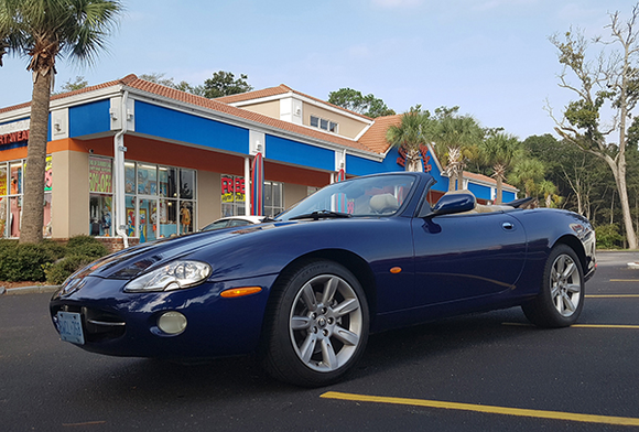 Miss Kitty - looks at home with some Palm Trees in North Myrtle Beach