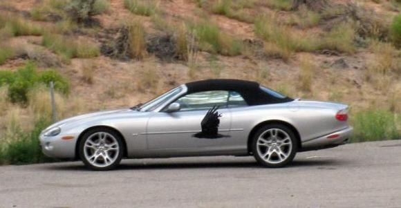 I got very lucky and snapped this pic of my car right as a Raven was flying past.