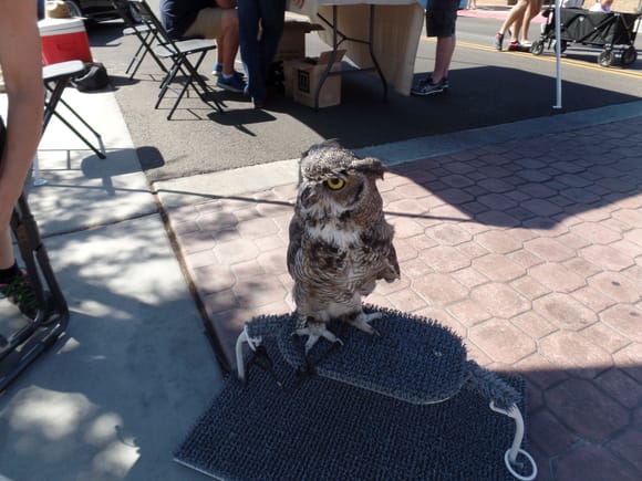 There was a display of rescued raptors and owls.