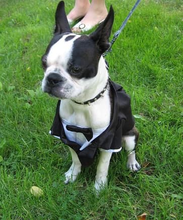 our boston terrier at our wedding lol