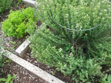 One the left is a Globe Basil, on the right is one of two Thyme herbs. The thyme will be trimmed and covered for winter. This is also a clone I took from one that lasted 6 years. This is it's first year. It grew over 14" wide and 18" tall.