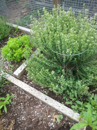 One the left is a Globe Basil, on the right is one of two Thyme herbs. The thyme will be trimmed and covered for winter. This is also a clone I took from one that lasted 6 years. This is it's first year. It grew over 14" wide and 18" tall.