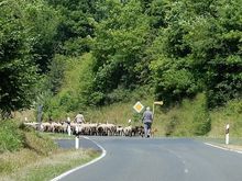 Some sheep on the road in Germany