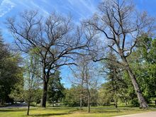 More tree damage