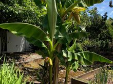 the banana plants in front of my Portland house bloom for the first time