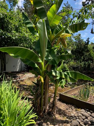 the banana plants in front of my Portland house bloom for the first time