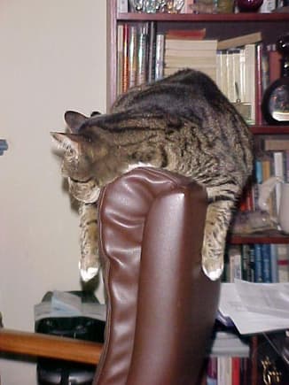 Cleo Draped on Chair