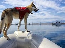 SafetyFirst is important, especially when bringing children or pets along for the trip. GEICO offers some great tips for boating safely with 