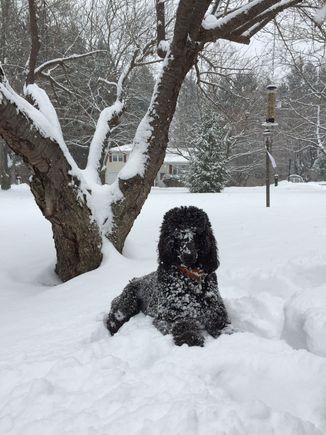 Loves the snow!