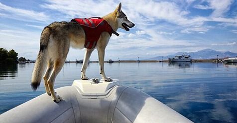 SafetyFirst is important, especially when bringing children or pets along for the trip. GEICO offers some great tips for boating safely with 