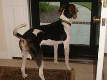 My coonhound