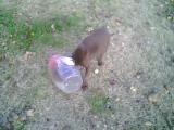 Copper when he got into the food jar and got his head stuck lol