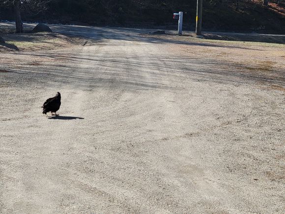 Of course Harry was very curious as to what I was doing...funny bird!