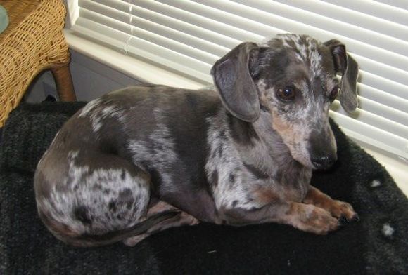 Silver Dapple mini Dachsund
John's Dog Caesar! :D 
He is awesome &lt;3