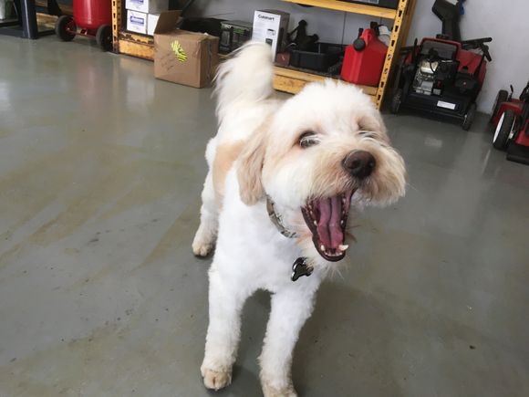 My Boss Louie telling me to hurry up!