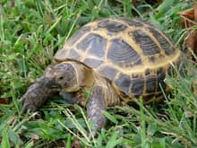 Edna, a female russian tortoise cruising in the yard.