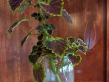 ^9-30-2023.  First coleus in water.