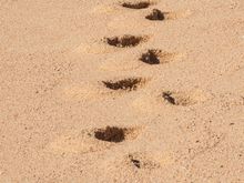 Footprints in the sand