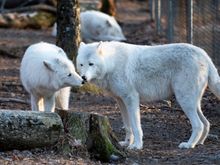 Sequia and Oria.  Tala in back.