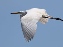Great Egret - I have learned the snowy egret is a bit smaller with a black bill.