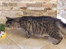 I made Leo a Colorado cat by growing him his very own grass.  It took him a while but he finally partook. 
