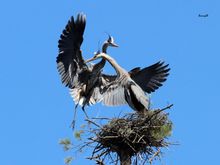 Courtship ?
