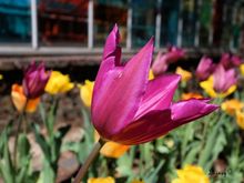 Tulips!