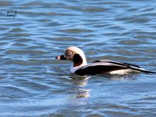Male Long Tailed Duck.  Cool looking dude!