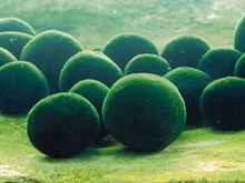 marimo.jpg