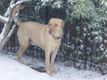 Jake February Snow