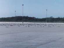 seagulls 2.jpg