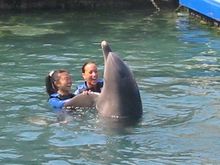 Dolphin dancing.jpg