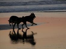 Dogs running, 11-26-04