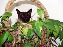 Zoro in plant, 1-10-02.JPG