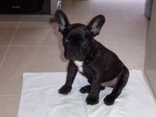 puppy pics 021.jpg