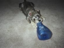 Dixie1