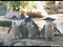 australia02-penguins-small.jpg