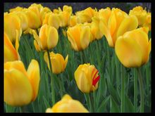 yellow.jpg