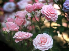 pink_roses_03.jpg
