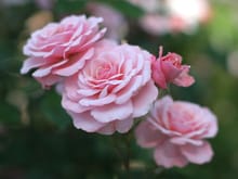 pink_roses_02.jpg