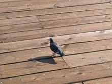 pigeon.JPG