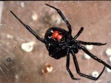 Black Widow6.jpg