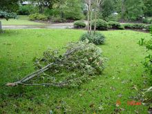 Ophelia 004.jpg